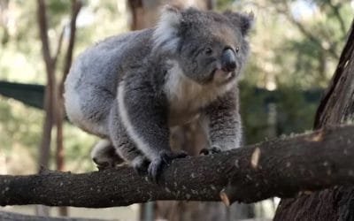 Cinco koalas van a nuevo hábitat