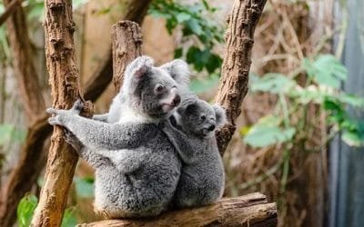 Protección de koalas genera diferencias en partidos políticos de Australia