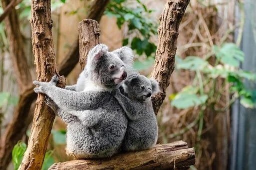 Protección de koalas genera diferencias en partidos políticos de Australia