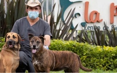 Medellín habilita WhatsApp Center para adoptar animales de compañía de La Perla