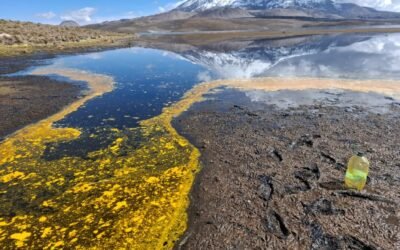 Derrame de aceite de Soya en el lago Chungará, en Chile, pone en riesgo a miles de aves