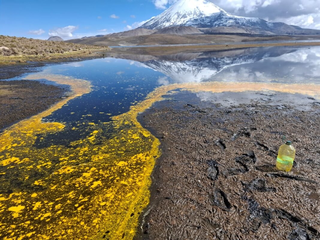 Derrame de aceite de Soya en el lago Chungará, en Chile, pone en riesgo a miles de aves