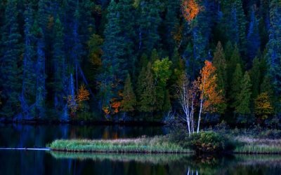 La Tierra puede perder hasta un 10 % de la biodiversidad para 2050