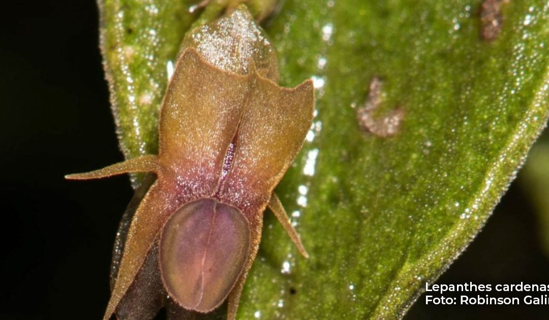 Descubren cuatro nuevas especies de orquídeas en Valle del Cauca