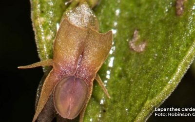 Descubren cuatro nuevas especies de orquídeas en Valle del Cauca