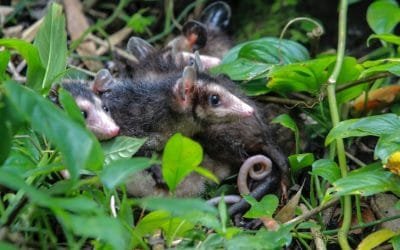 17 animales de fauna silvestre fueron liberados en Amalfi