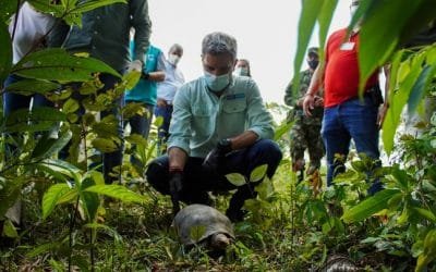 Miniambiente liberó especies que le dan vida a bosques y selvas del Meta