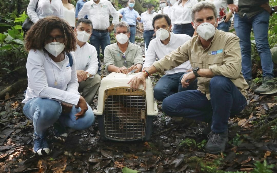 En Colombia se han liberado 6215 individuos de 281 especies silvestres entre enero y junio