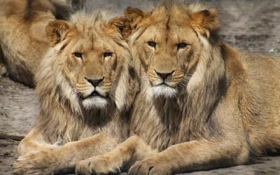 Uganda condenó a dos cazadores por matar a seis leones