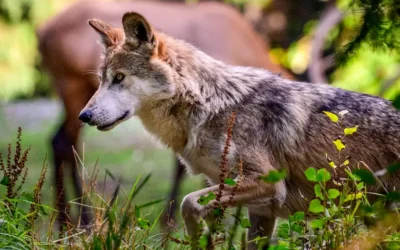 Por orden de Trump, Estados Unidos permitirá la caza de un lobo en peligro de extinción