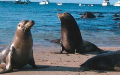 Refuerzan la protección de los lobos marinos en las islas Galápagos