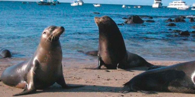 Refuerzan la protección de los lobos marinos en las islas Galápagos