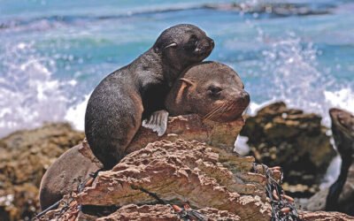Gripa aviar, crisis climática y exceso de pesca acaban con pingüinos y lobos marinos en Punta San Juan (Perú)