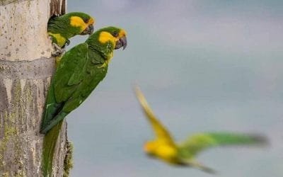 on árboles nativos se protege el hábitat del loro orejiamarillo