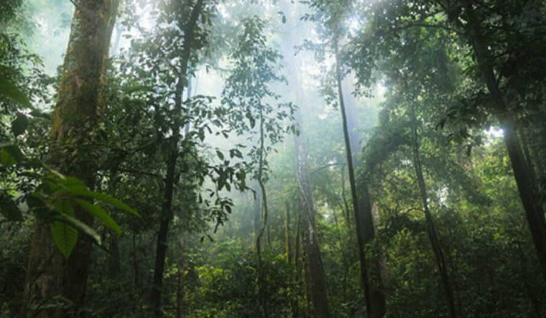 Las zonas naturales empiezan a estar tan contaminadas como las ciudades