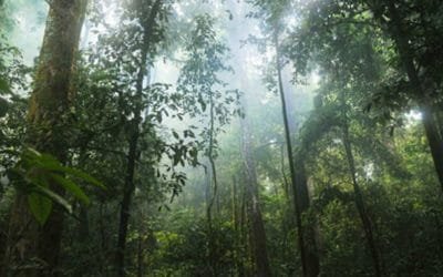 Bosques tropicales han superado su capacidad de retener dióxido de carbono