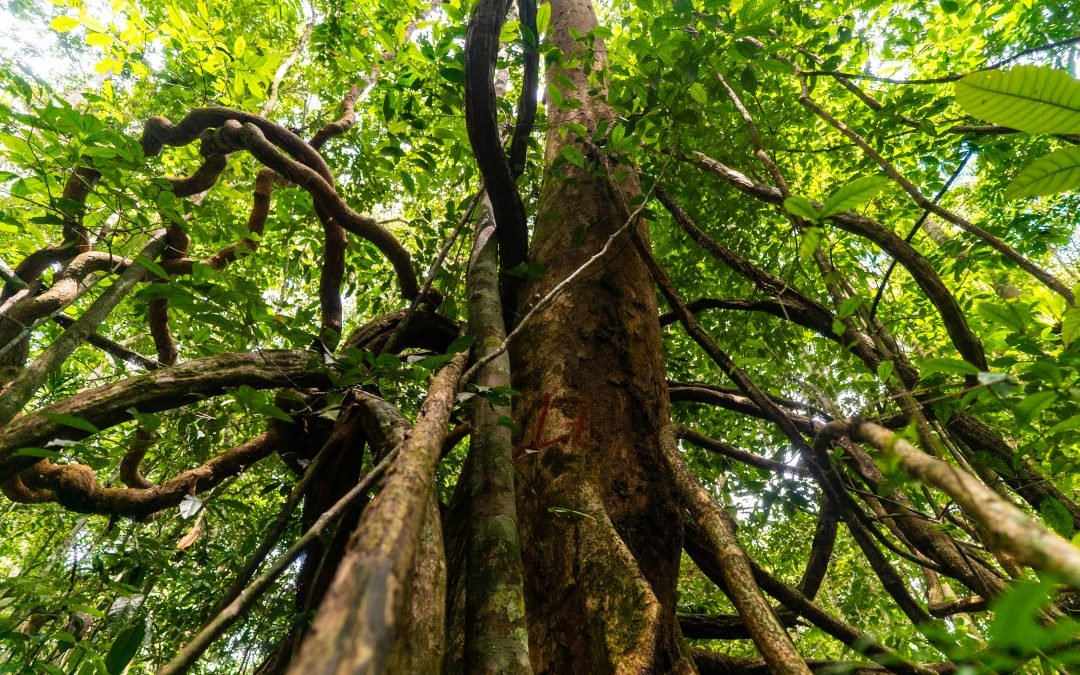 ¿Cómo se monitorea la venta de madera legal en Colombia?