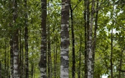 Pacto por madera legal: contra deforestación