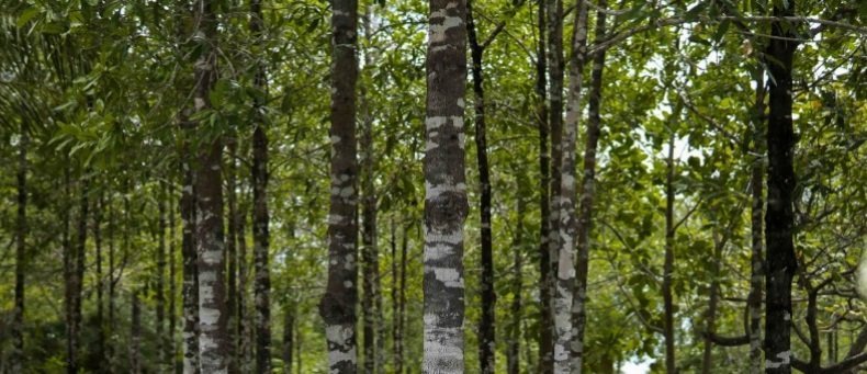 Pacto por madera legal: contra deforestación