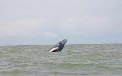 En bahía Málaga buscan reapertura del ecoturismo con bioseguridad