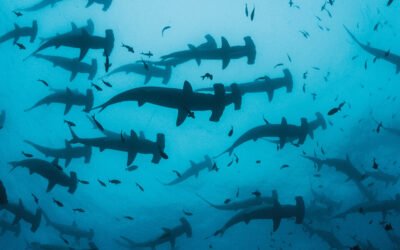 Malpelo, en Colombia, entre los sitios que albergan mayor cantidad de tiburones en el mundo