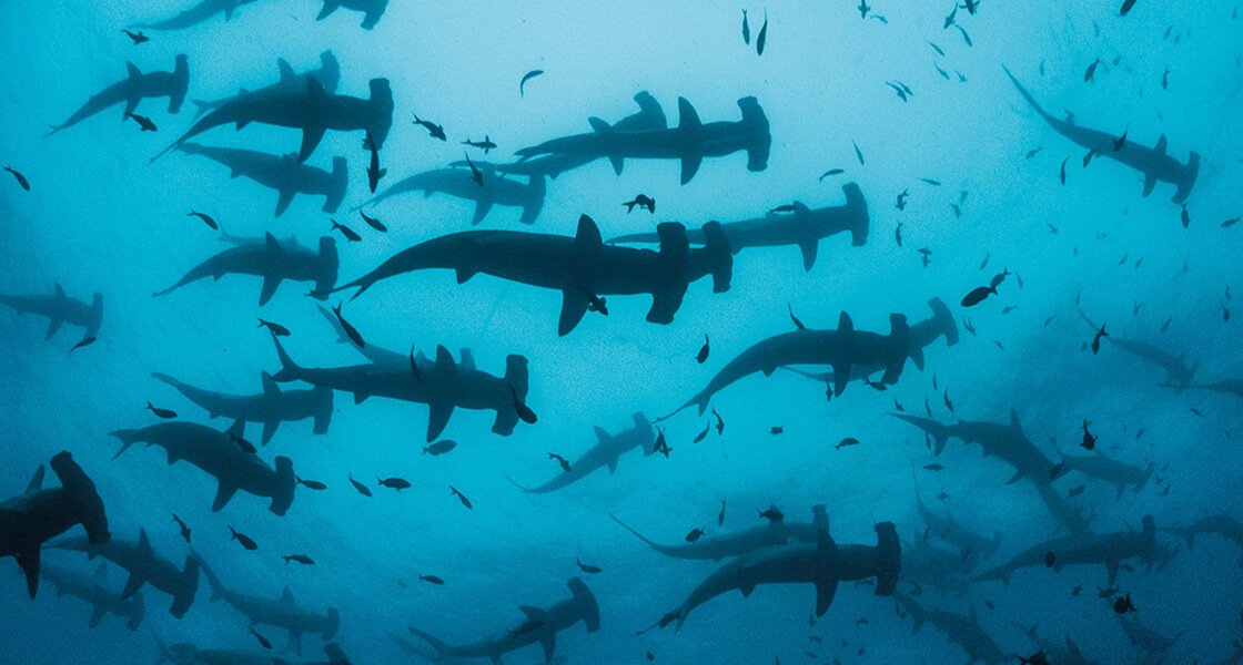 Malpelo, en Colombia, entre los sitios que albergan mayor cantidad de tiburones en el mundo