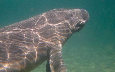 Preparan medidas para proteger de El Niño a manatíes y delfines rosados