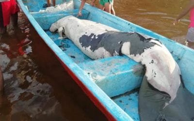 Tres manatíes han muerto en el Magdalena Medio