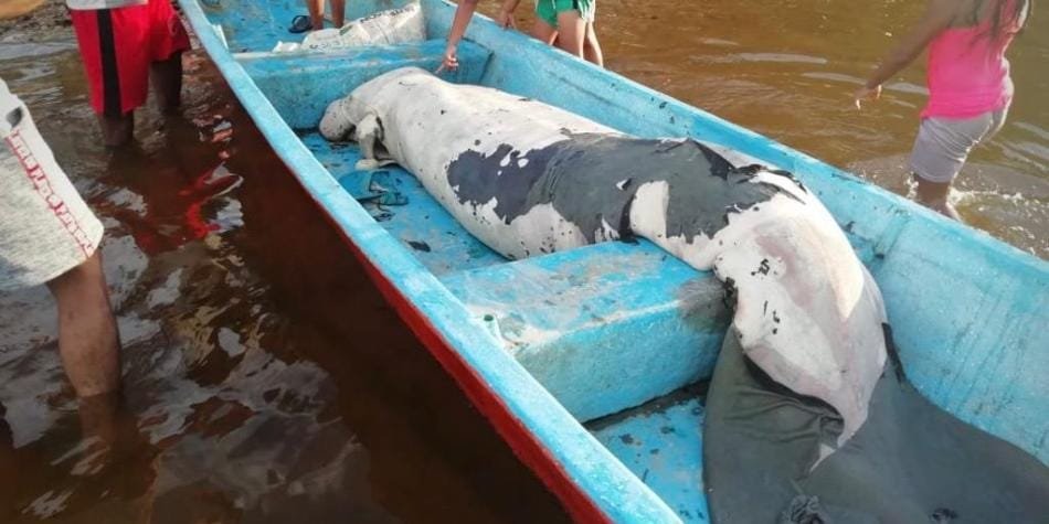 Tres manatíes han muerto en el Magdalena Medio