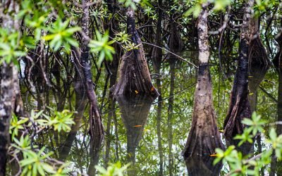 Lamentan escasos avances en Marco Global de Biodiversidad