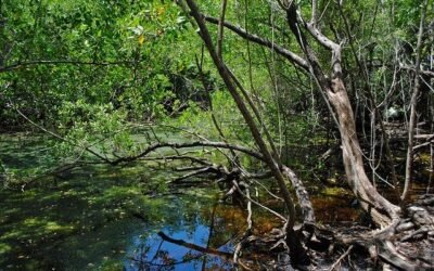 Indígenas lideran restauración de manglar en Cauca