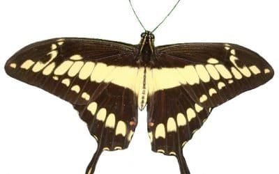 Identifican 341 especies de mariposas en el Área Natural única Los Estoraques