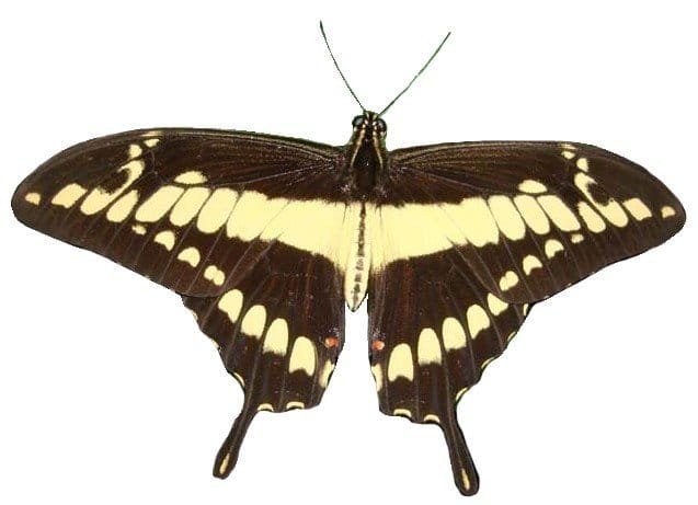 Identifican 341 especies de mariposas en el Área Natural única Los Estoraques