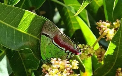 Avistan mariposa Sedosa Quetzal en Medellín