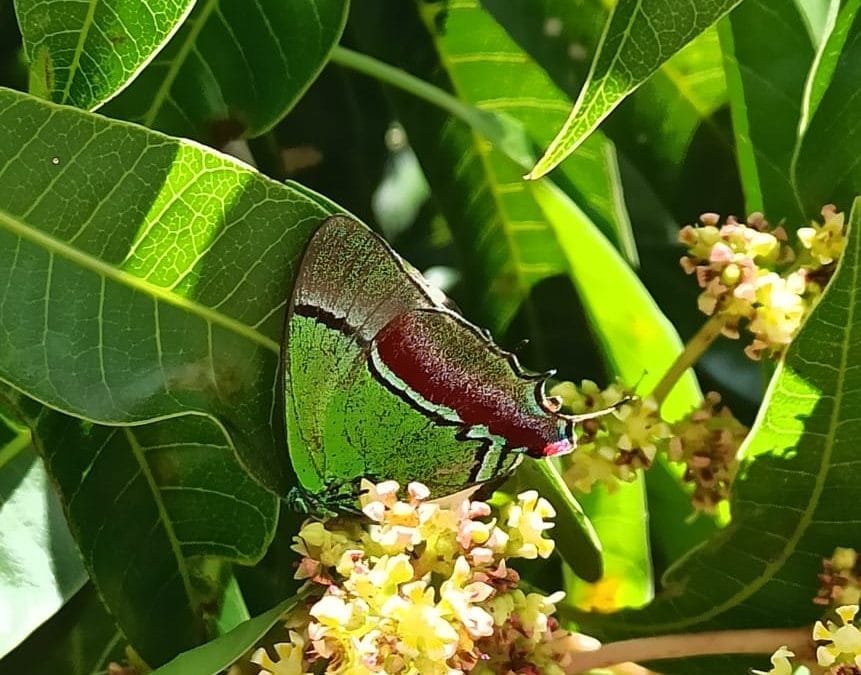 Avistan mariposa Sedosa Quetzal en Medellín