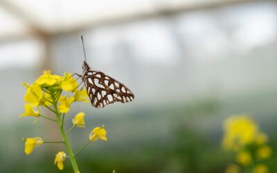 Semana Global de las Mariposas dejó el hallazgo de nueva especie en el país