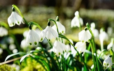 Colombia exporta en mayo cerca de 650 millones de tallos de flores