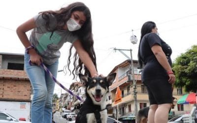 Esterilizan en Medellín 17.230 animales de compañía