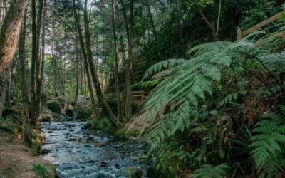 Recursos para iniciativas ambientales en Medellín