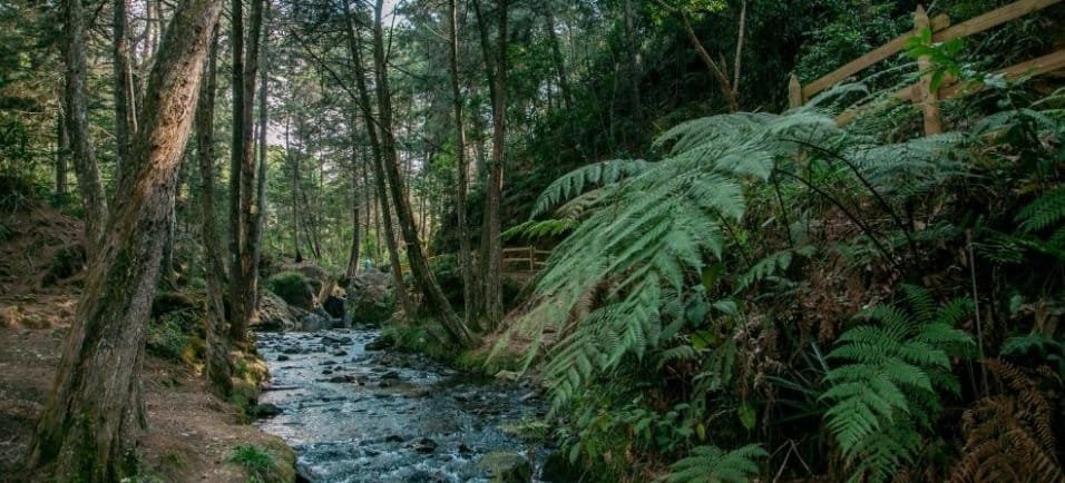 Recursos para iniciativas ambientales en Medellín