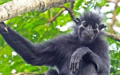 Los científicos hallan una nueva especie de mono en el Congo