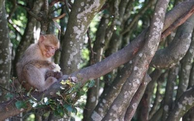 Proteger la biodiversidad con apoyo político y financiero