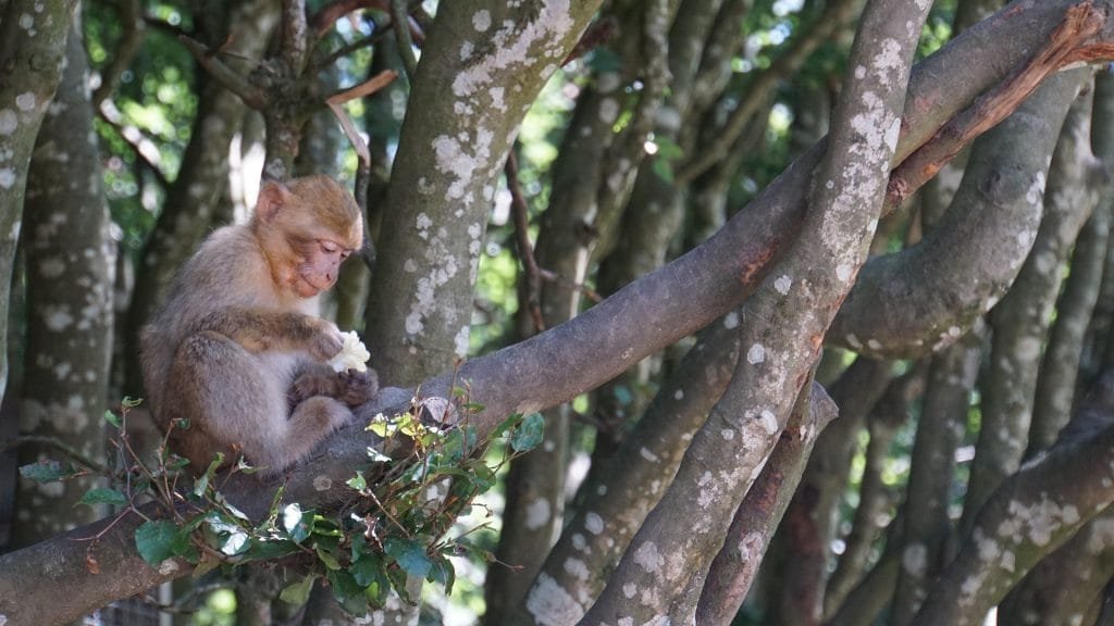 Proteger la biodiversidad con apoyo político y financiero