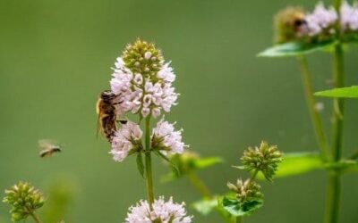 Hallan que la crisis por el clima desajusta el reloj de la naturaleza