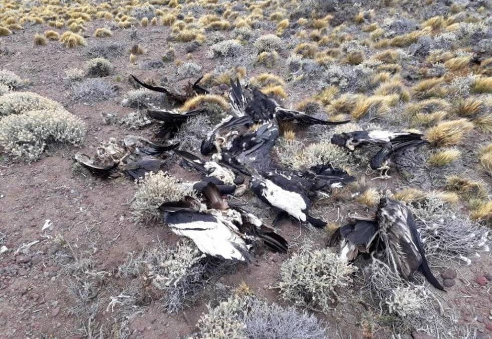 Investigan muerte de 30 cóndores en Bolivia