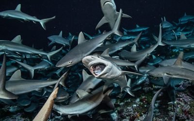 El papel vital de los tiburones grandes en la salud de los océanos y la amenaza de su extinción»