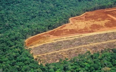 Sigue la amenaza de los bosques en el mundo