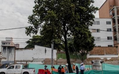 Un níspero costeño cambia de lugar en Medellín