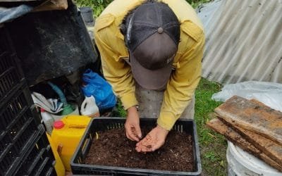 El lombricultivo, un beneficio para las ecohuertas