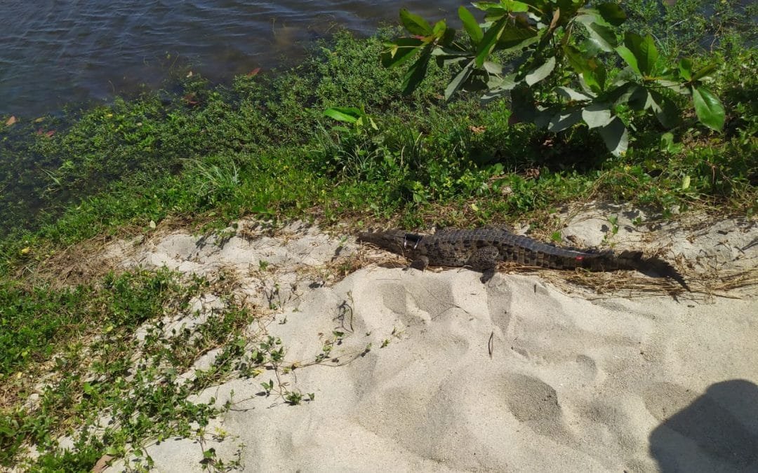 Inició proyecto de investigación sobre el Caimán aguja en el Parque Tayrona